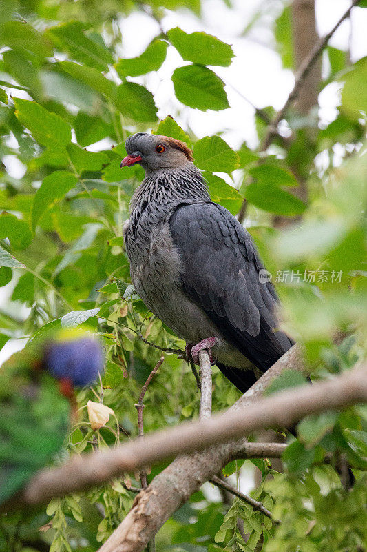 在树上的顶结鸽子(Lopholaimus antarcticus)与前景中的彩虹鹦鹉